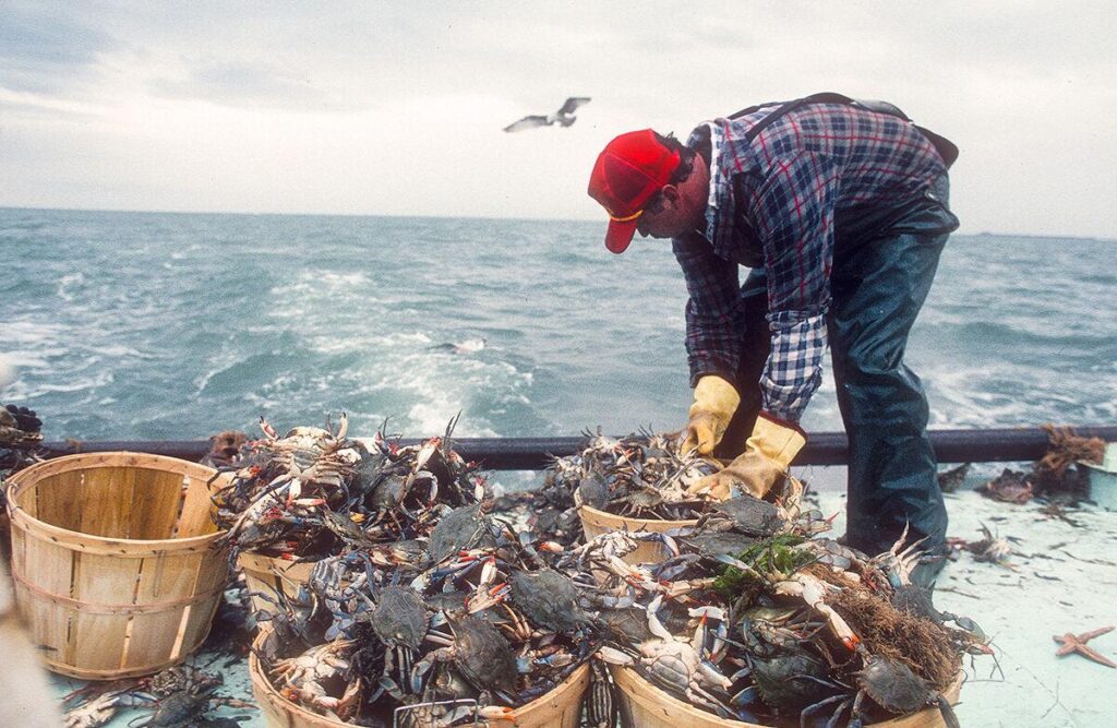 A man on the back of a boat on an overcast day going through blue crabs placing them in bushel baskets.