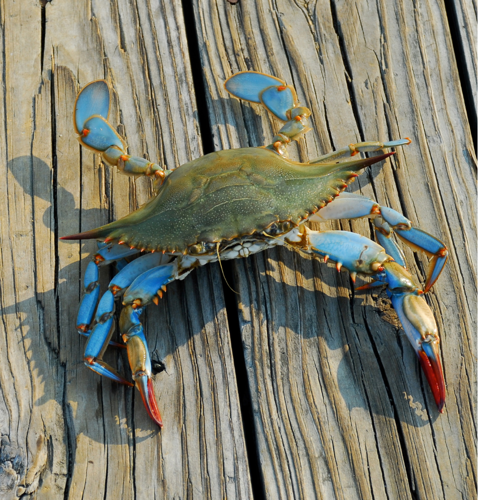Live Male Blue Crab on a dock