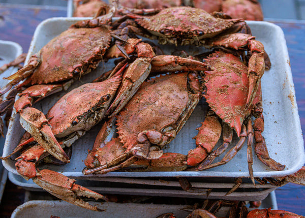 Heavy Male Blue Crabs