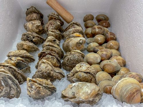 Clams and Oysters