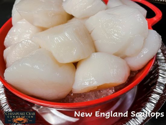 Nantucket Scallops