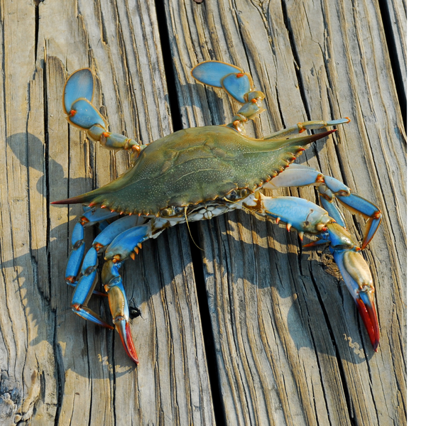 Essential Tips for Selecting Quality Blue Crabs for Your Next Gathering