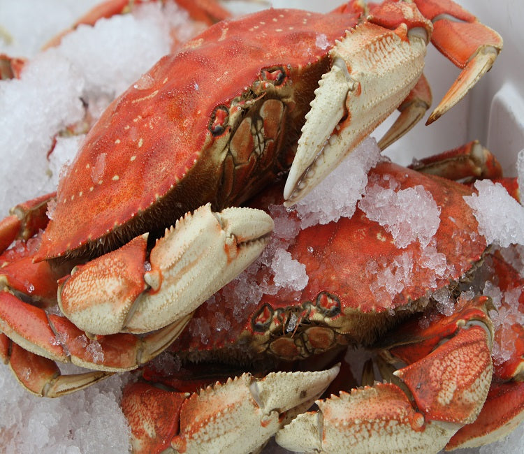 Whole Dungeness Crab