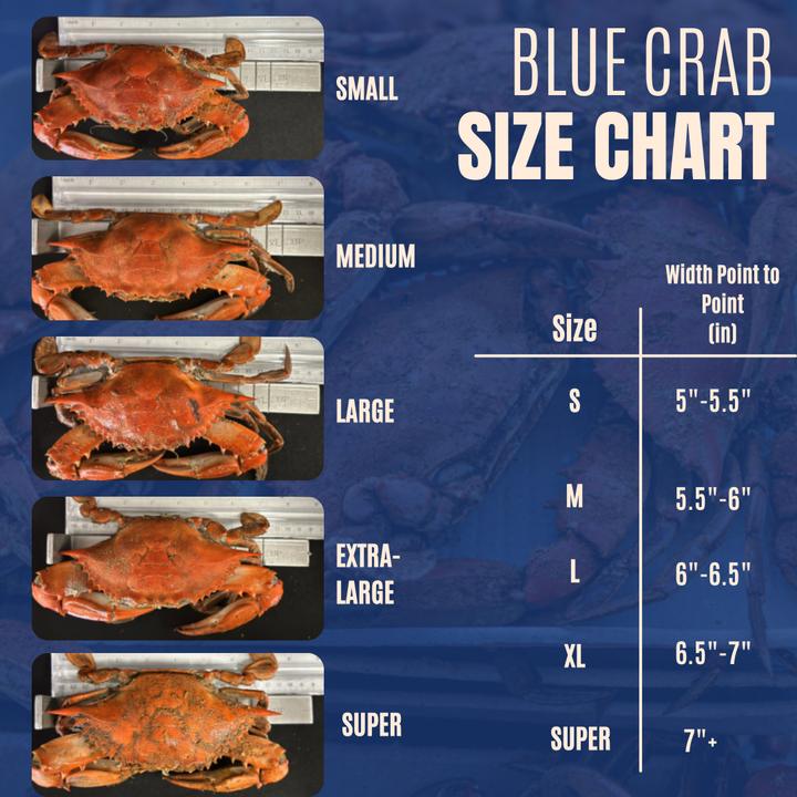 Live Female Blue Crabs