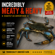 Heavy Live Male Blue Crabs