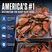 Heavy Male Blue Crabs
