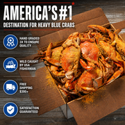 Heavy Male Blue Crabs