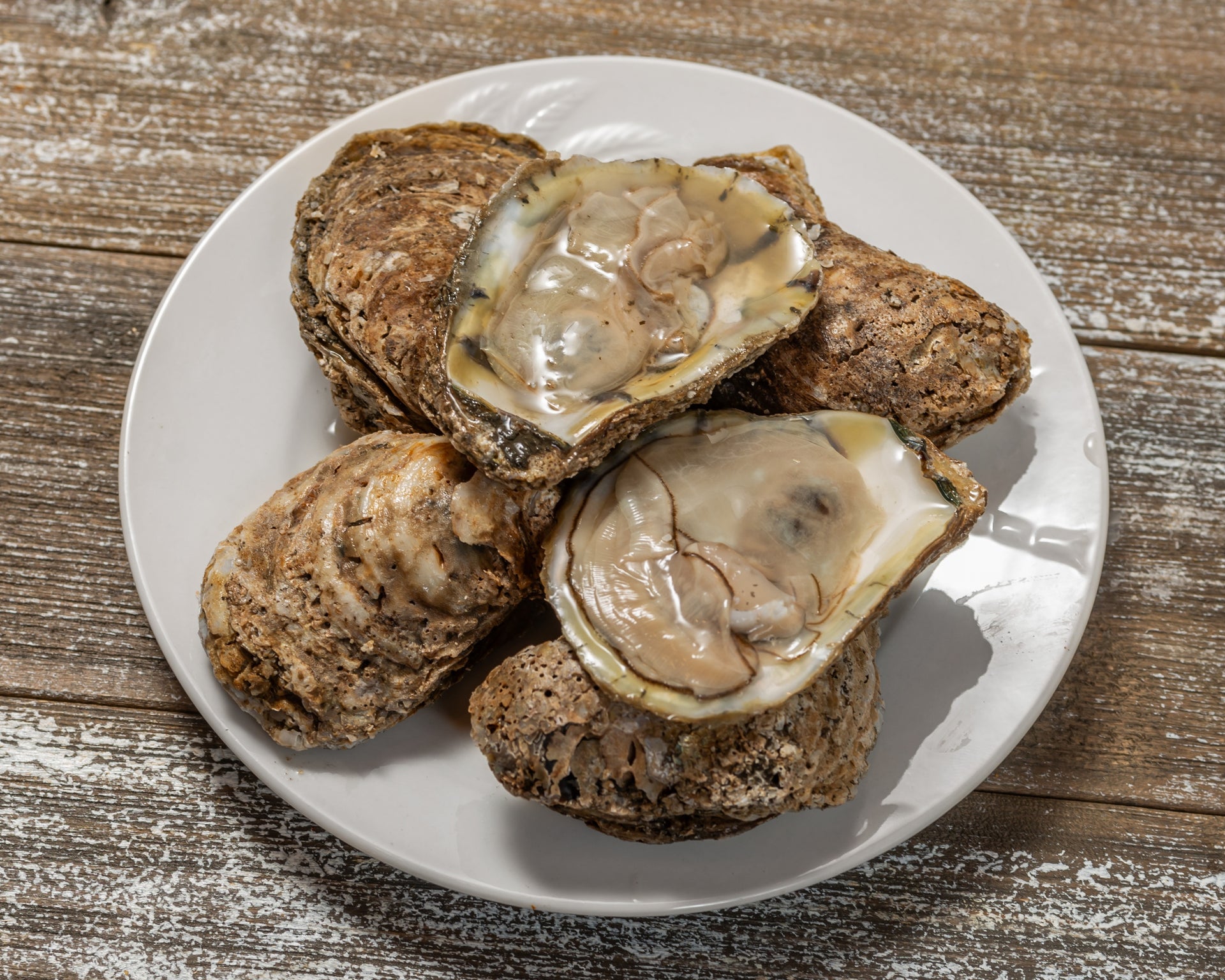 Live Northeastern Oysters