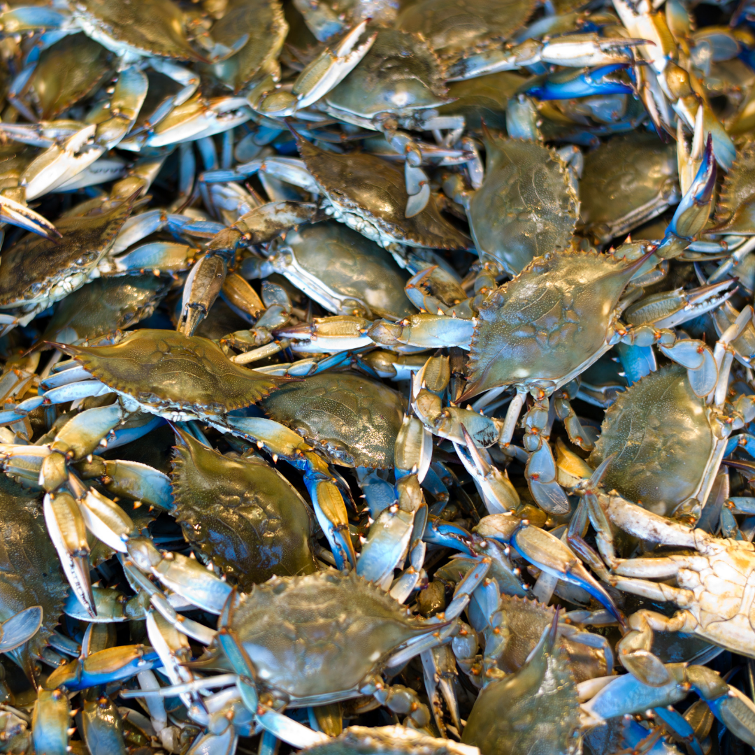 Live Male Blue Crabs