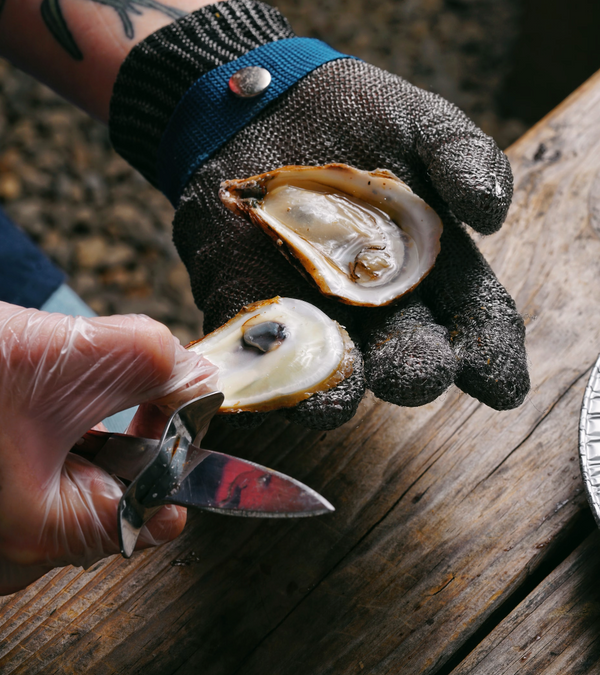 Oyster Shucker