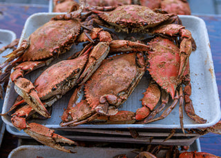 Heavy Male Blue Crabs