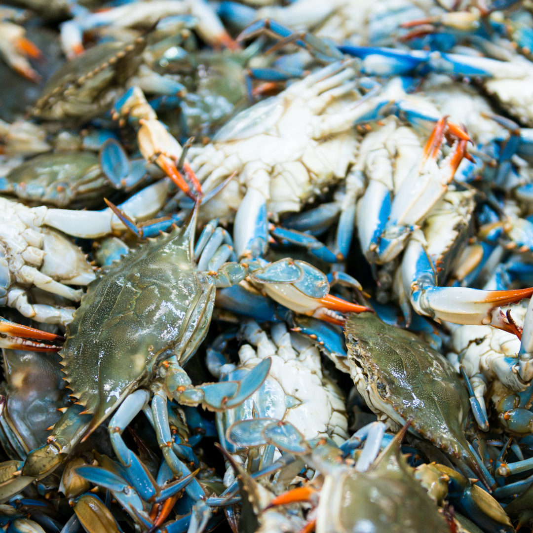 Female Blue Crabs