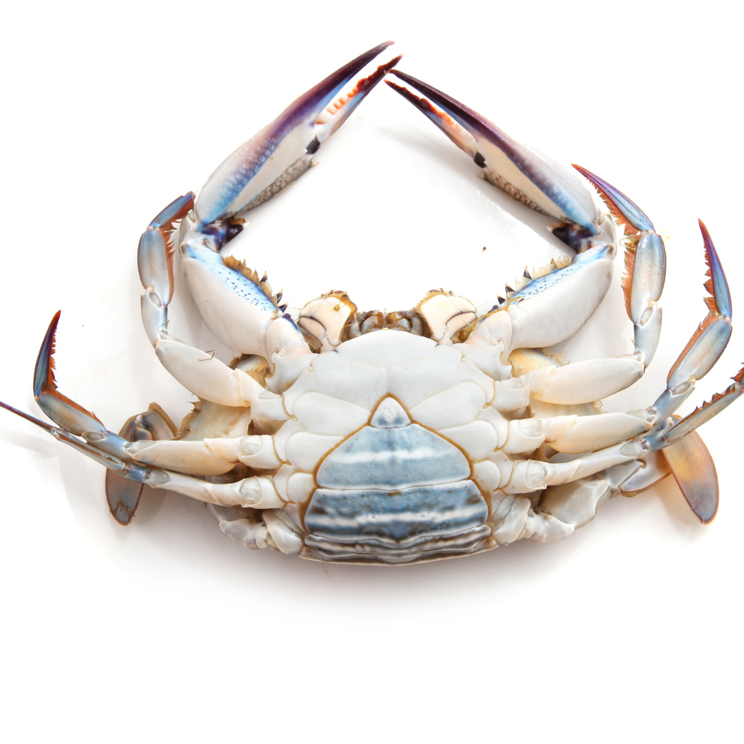 Live Female Blue Crabs