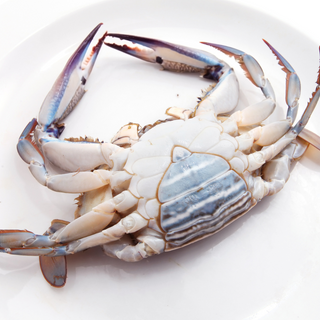 Live Female Blue Crabs