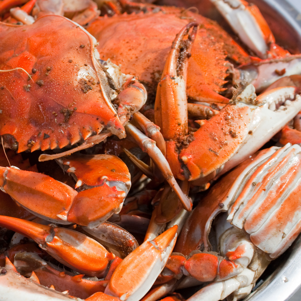 Female Blue Crabs