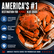 Female Blue Crabs