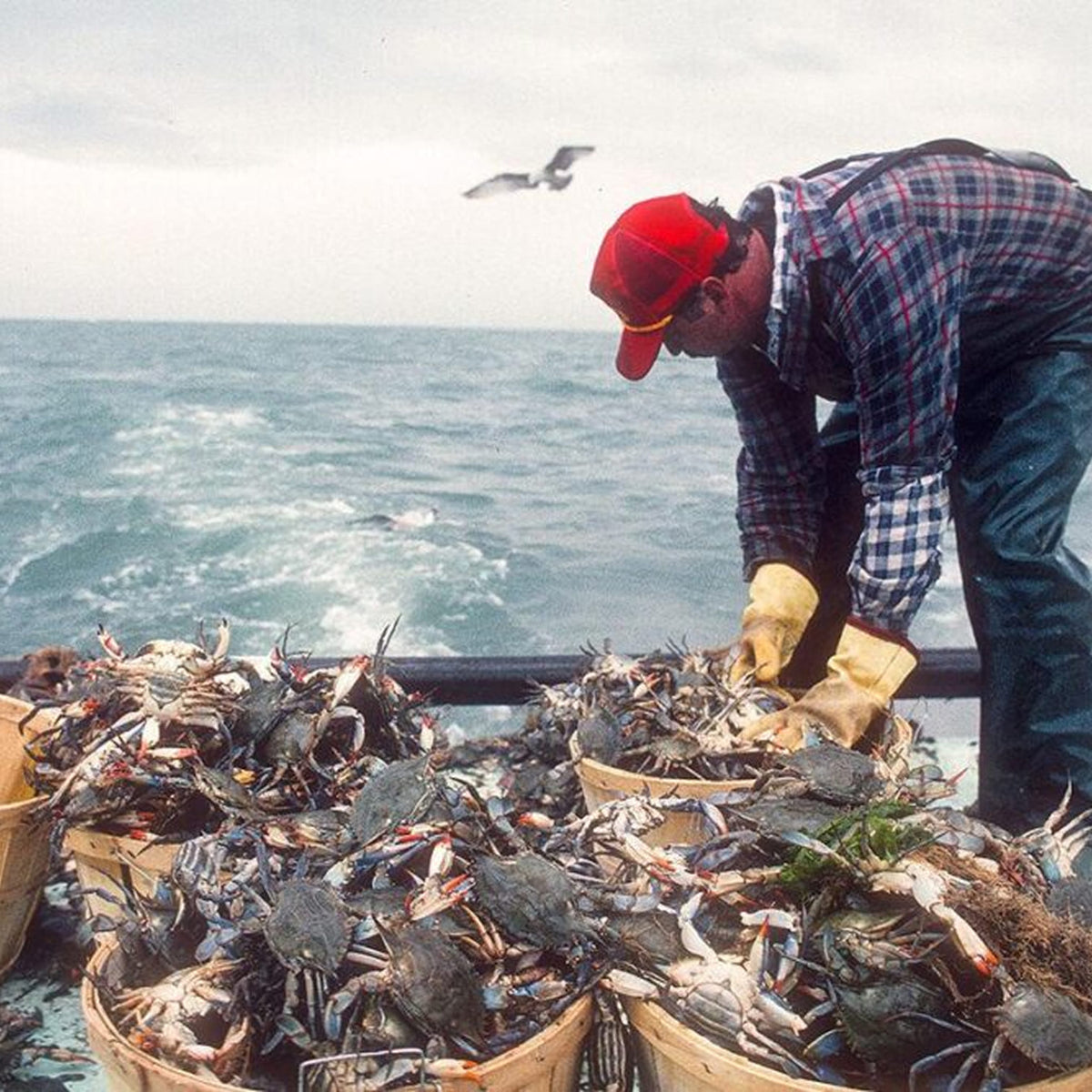 Soft Shell Crabs for Sale | In-Season Soft Shell Blue Crab – Order Crabs