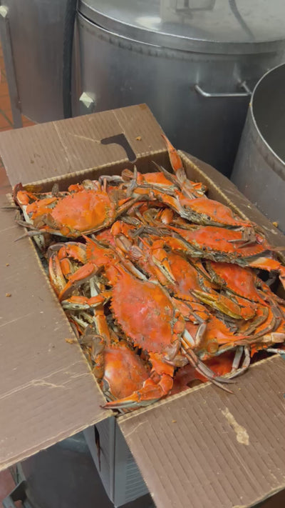 Heavy Male Blue Crabs