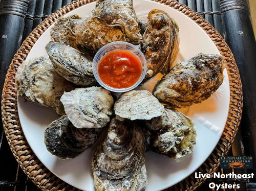 Live Northeastern Oysters